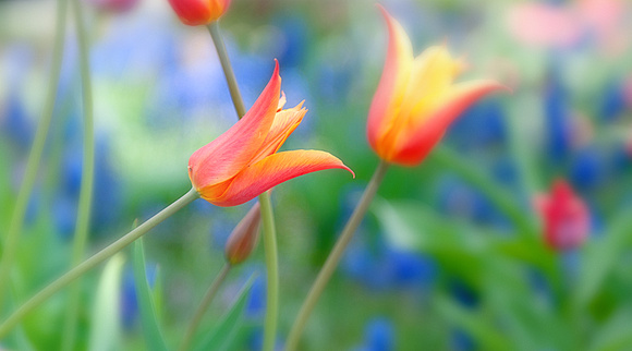 Tulip Dance