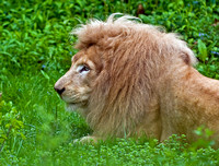 Dandy-Lion King