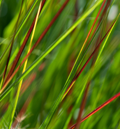 Razor Grass